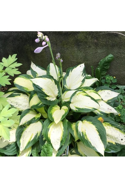 Хоста Колор Фестівал опис